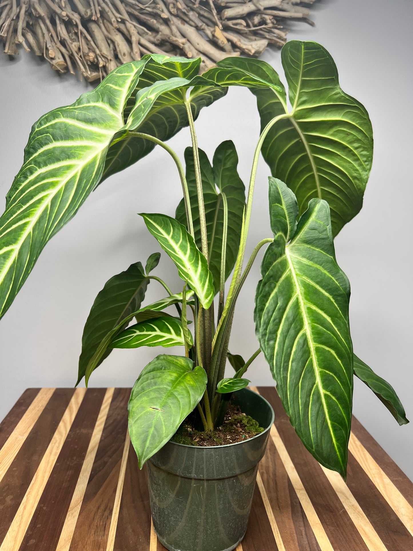 Alocasia-Xanthosoma