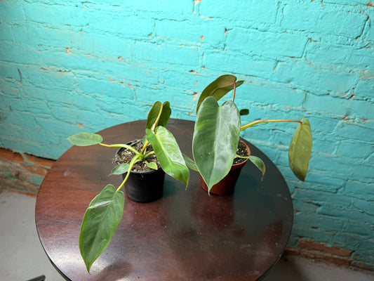 Philodendron-Spirit of Sacti