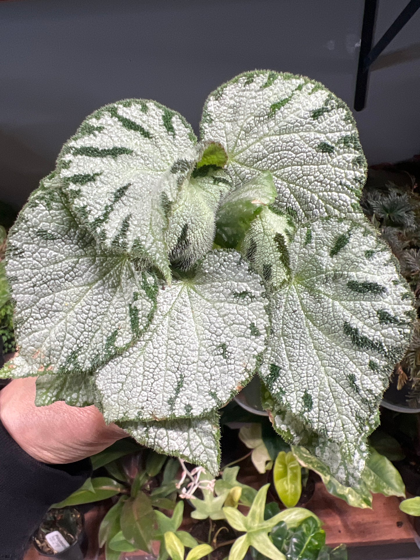 Rex Begonia “Silver Jewel”