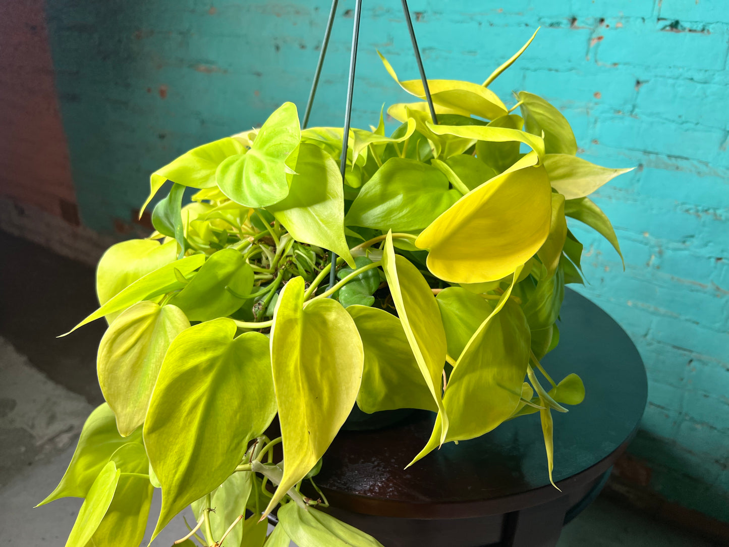 Philodendron Neon Heart Leaf 8” basket