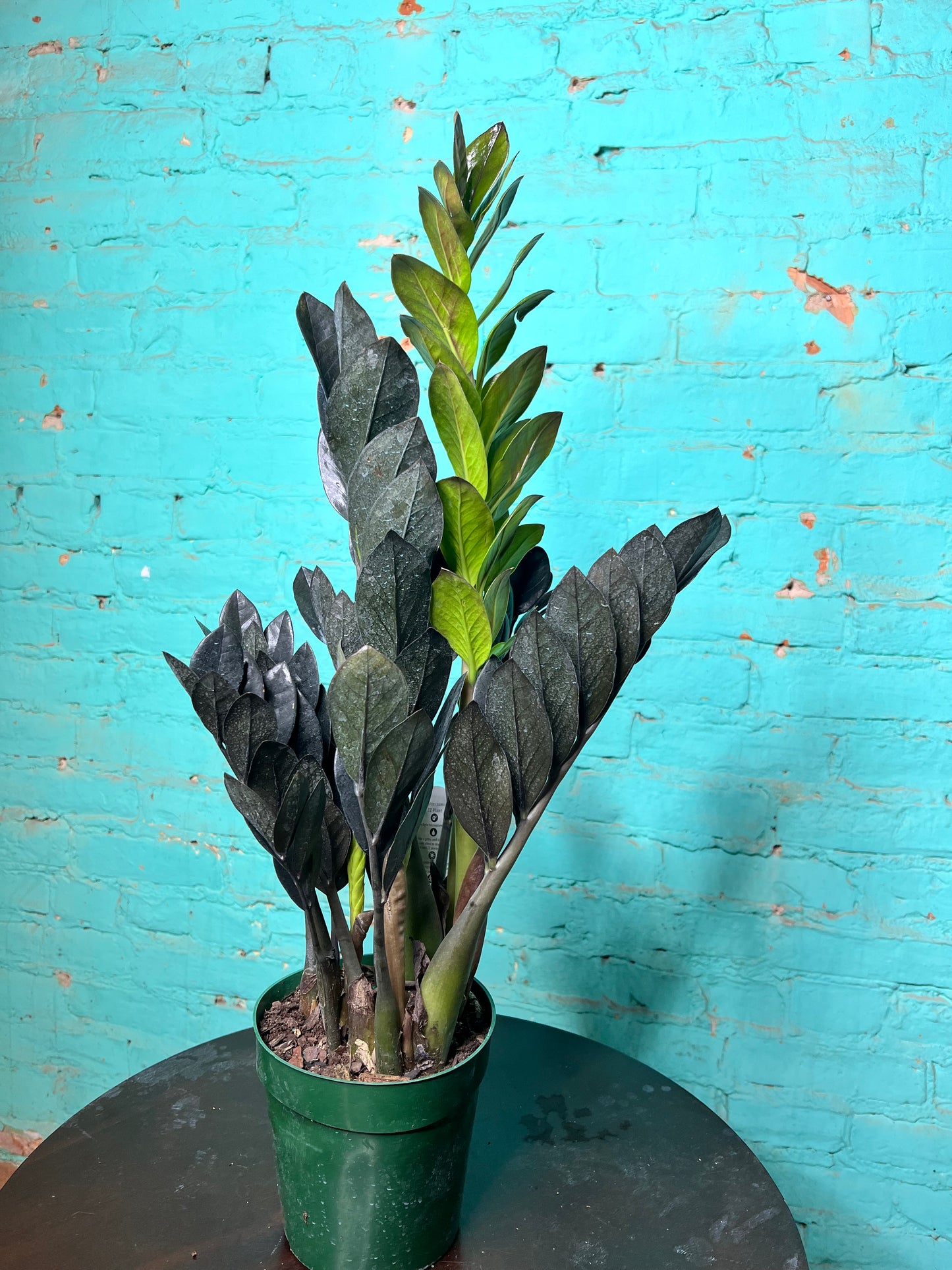 Raven ZZ Plant 6”
