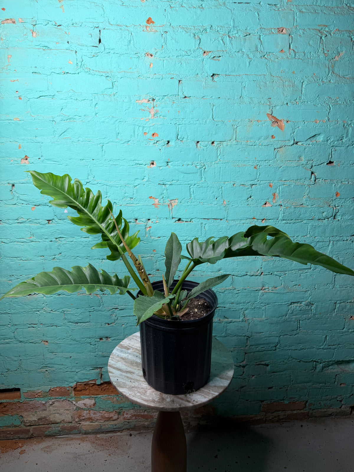 Philodendron Narrow 8”