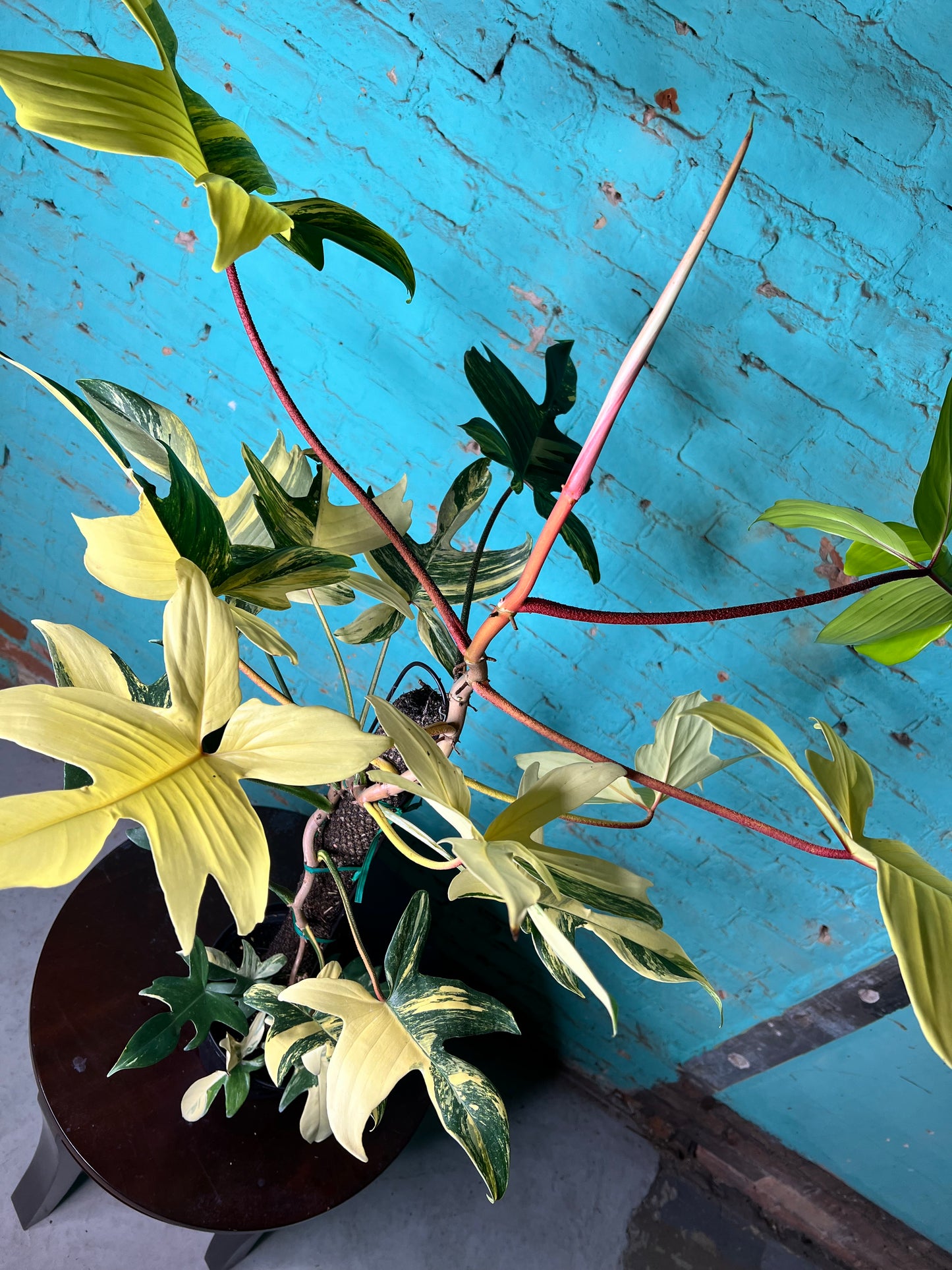 Philodendron Variegated Florida Beauty 8”