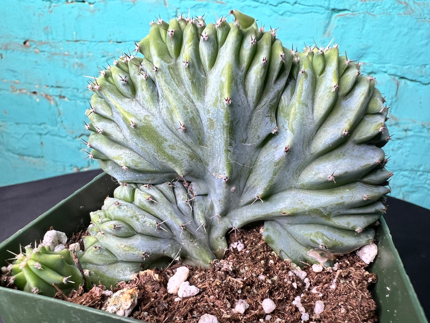 Myrtillocactus geometrizans
