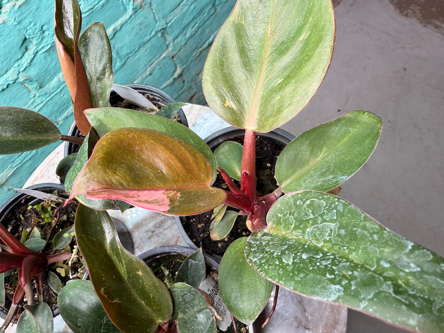 Philodendron Birkin Pink 4”