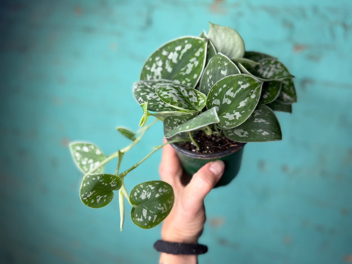 Scindapsus-Silvery Ann 4”