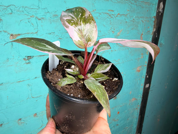 Philodendron Pink Marble Princess 4”