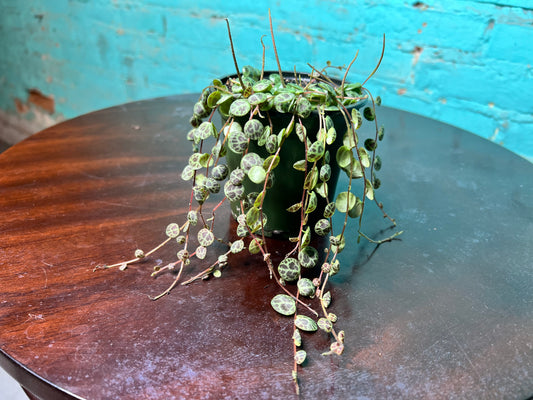 String of turtles 4”