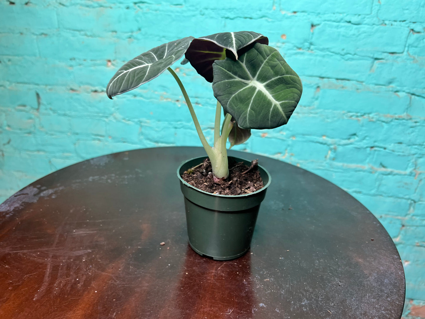 Alocasia-Black Velvet 4”