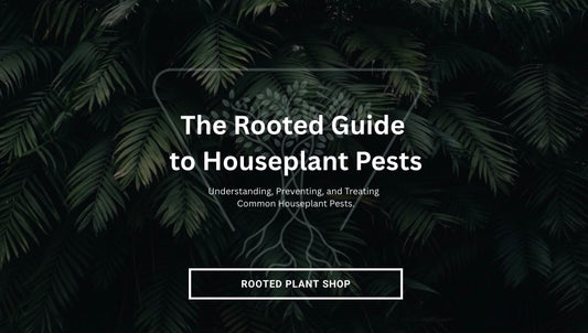 The Rooted Guide to Houseplant Pests