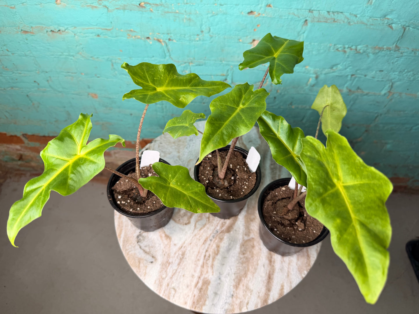 Alocasia Golden Dragon 4”