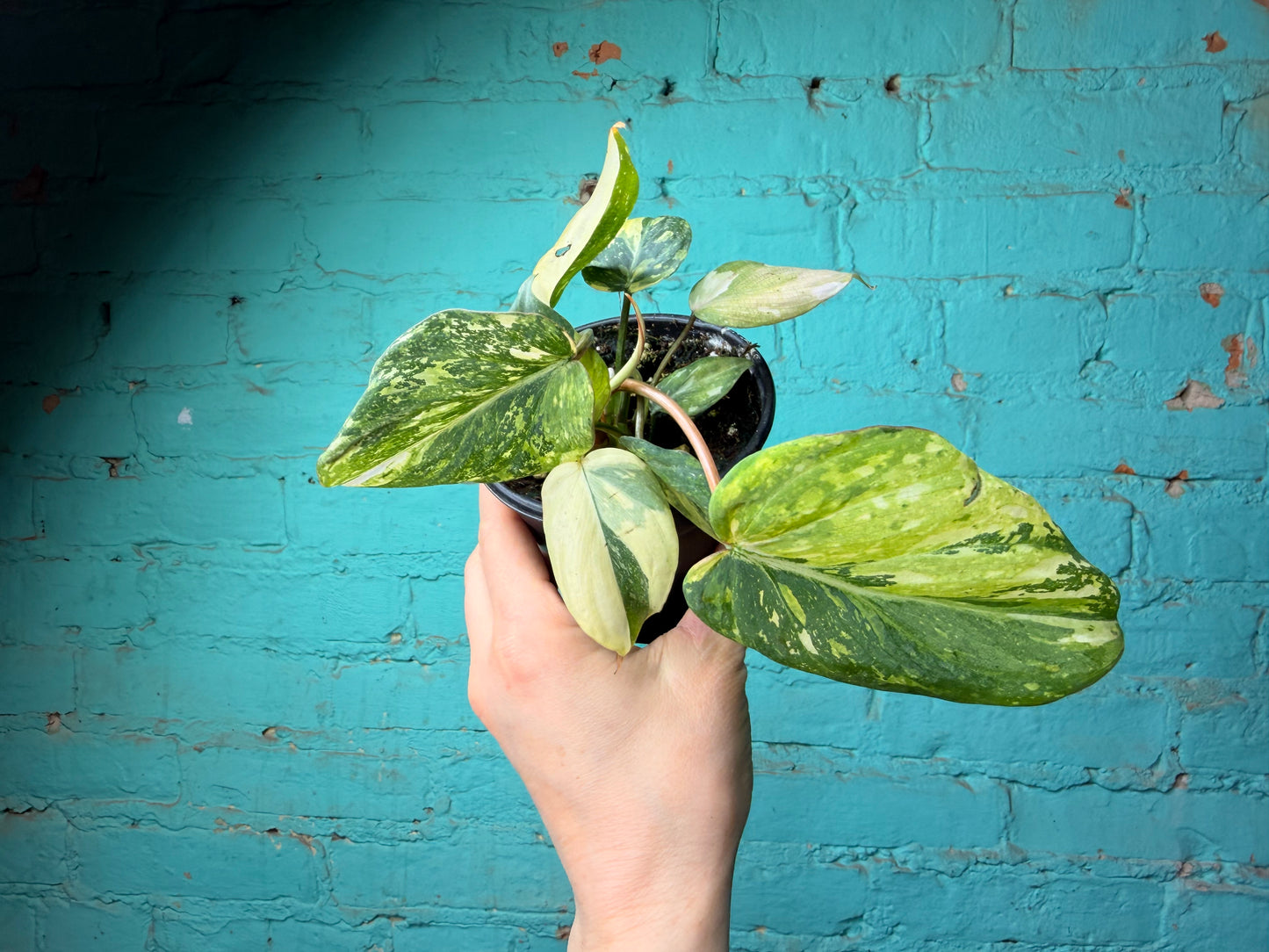 Philodendron Gloriosum Variegated Type 2  4”
