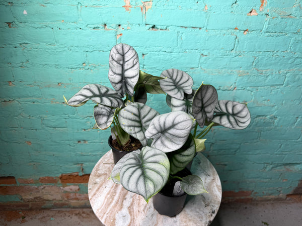 Alocasia Silver Dragon 4”