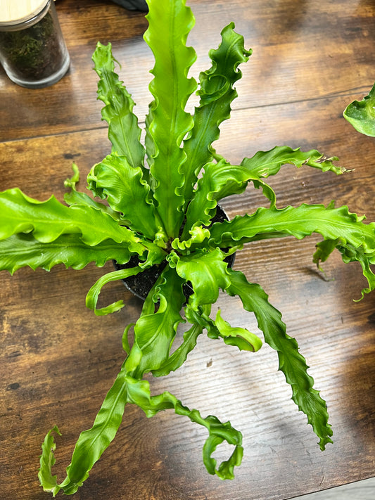 Bird’s Nest Fern curly  4”