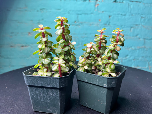 Portulacaria afra ‘Variegata’ Rainbow Bush 3”