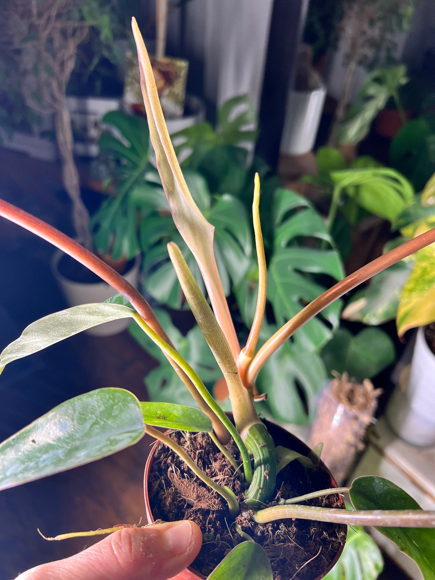 Philodendron Mayoi 6”