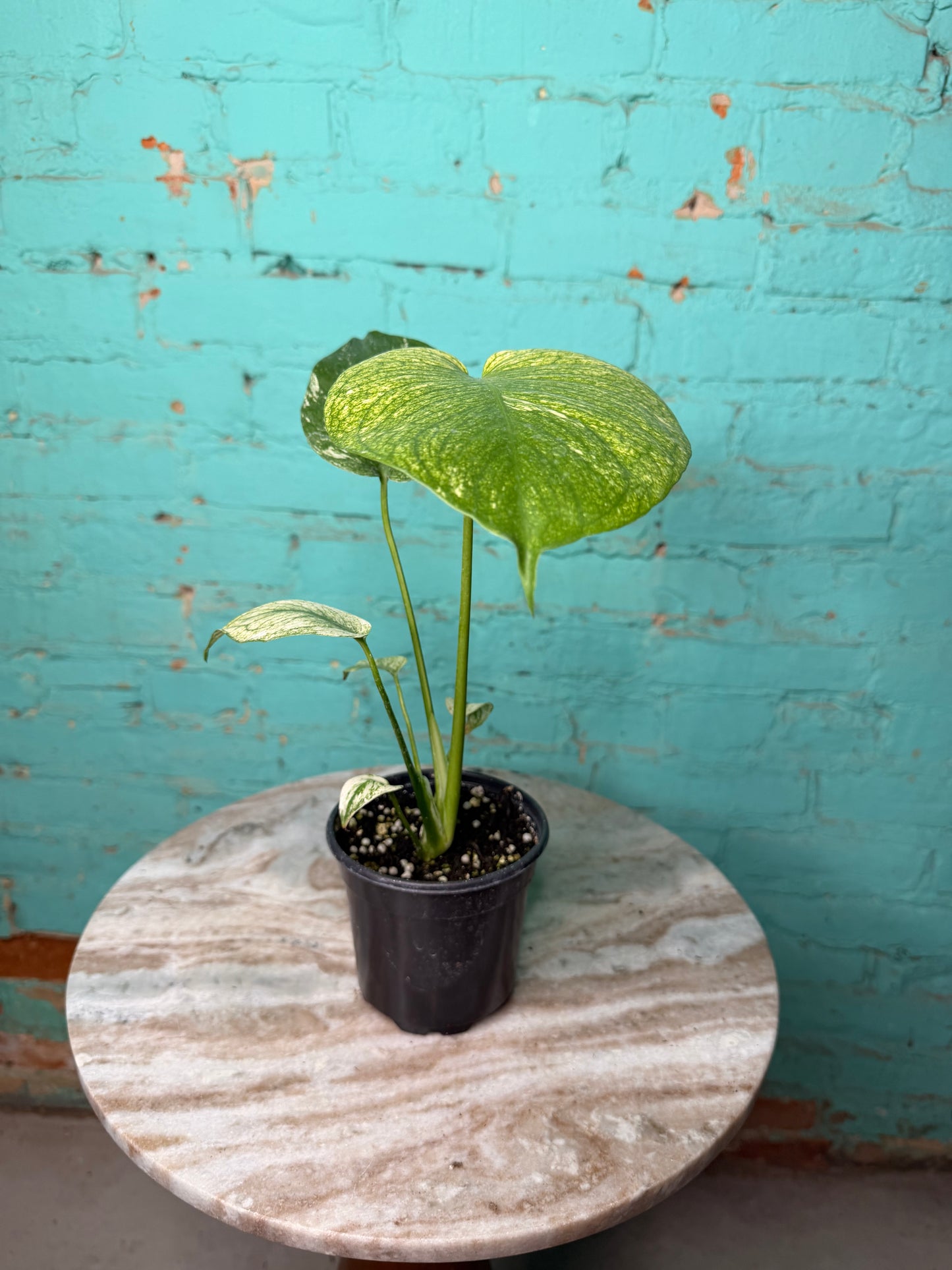Monstera Deliciosa Mint 4”