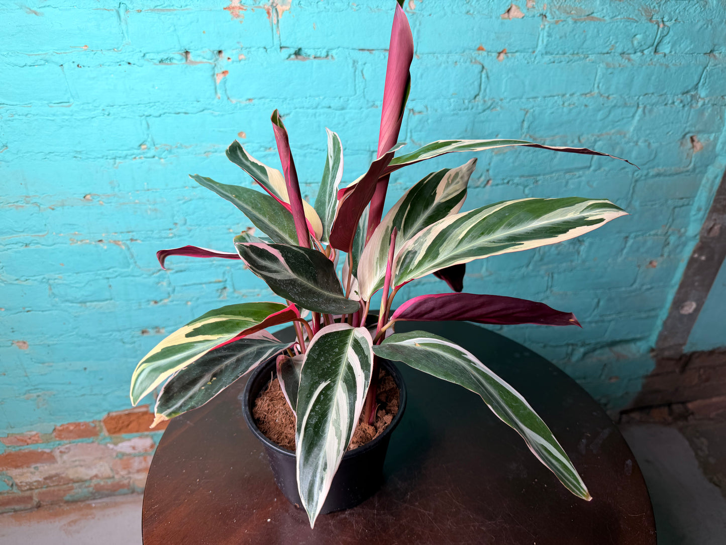 Stromanthe-Triostar 6”