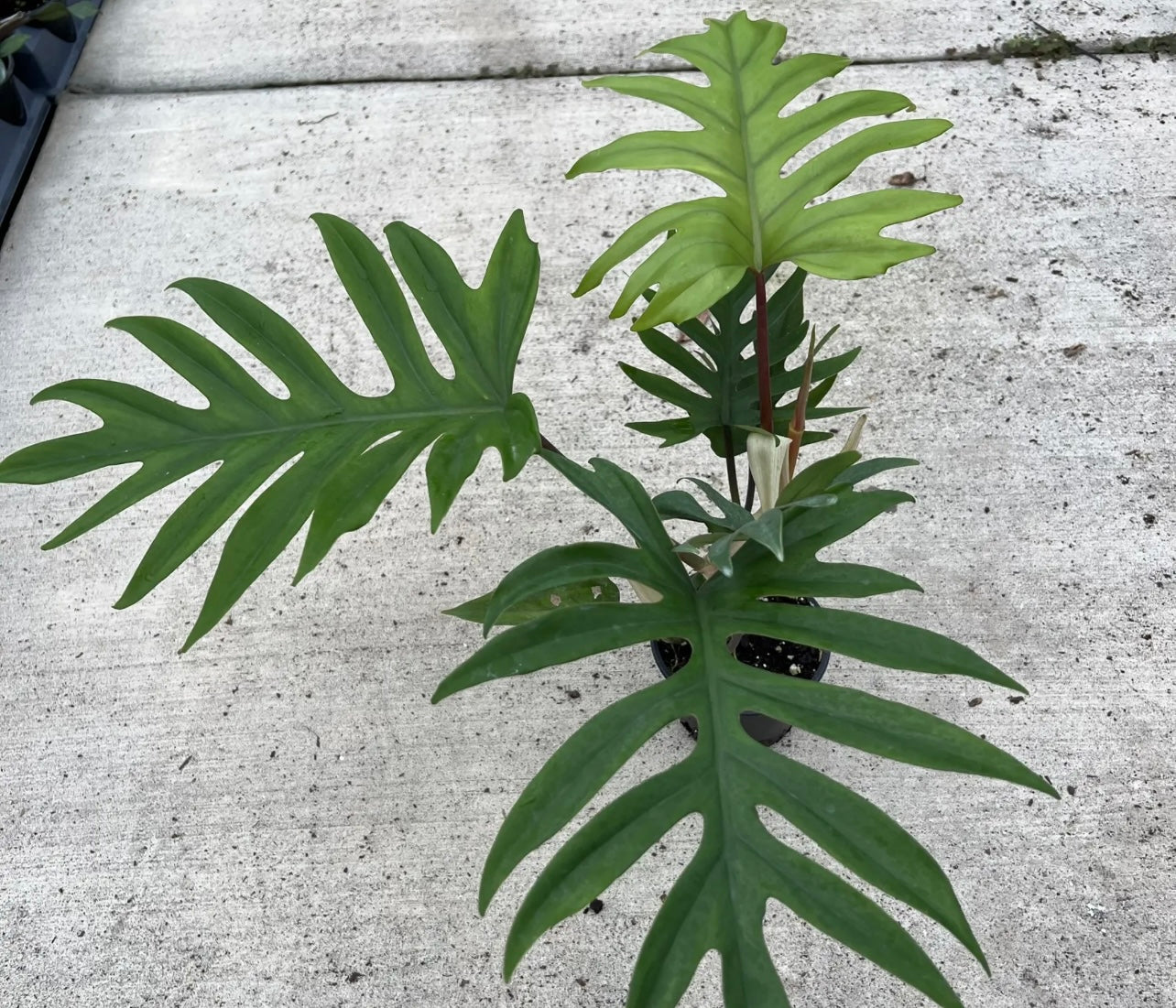 Philodendron Mayoi 6”