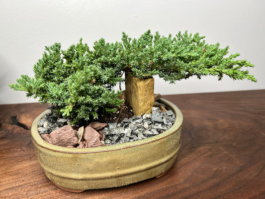 Bonsai tree 8” (3yr)