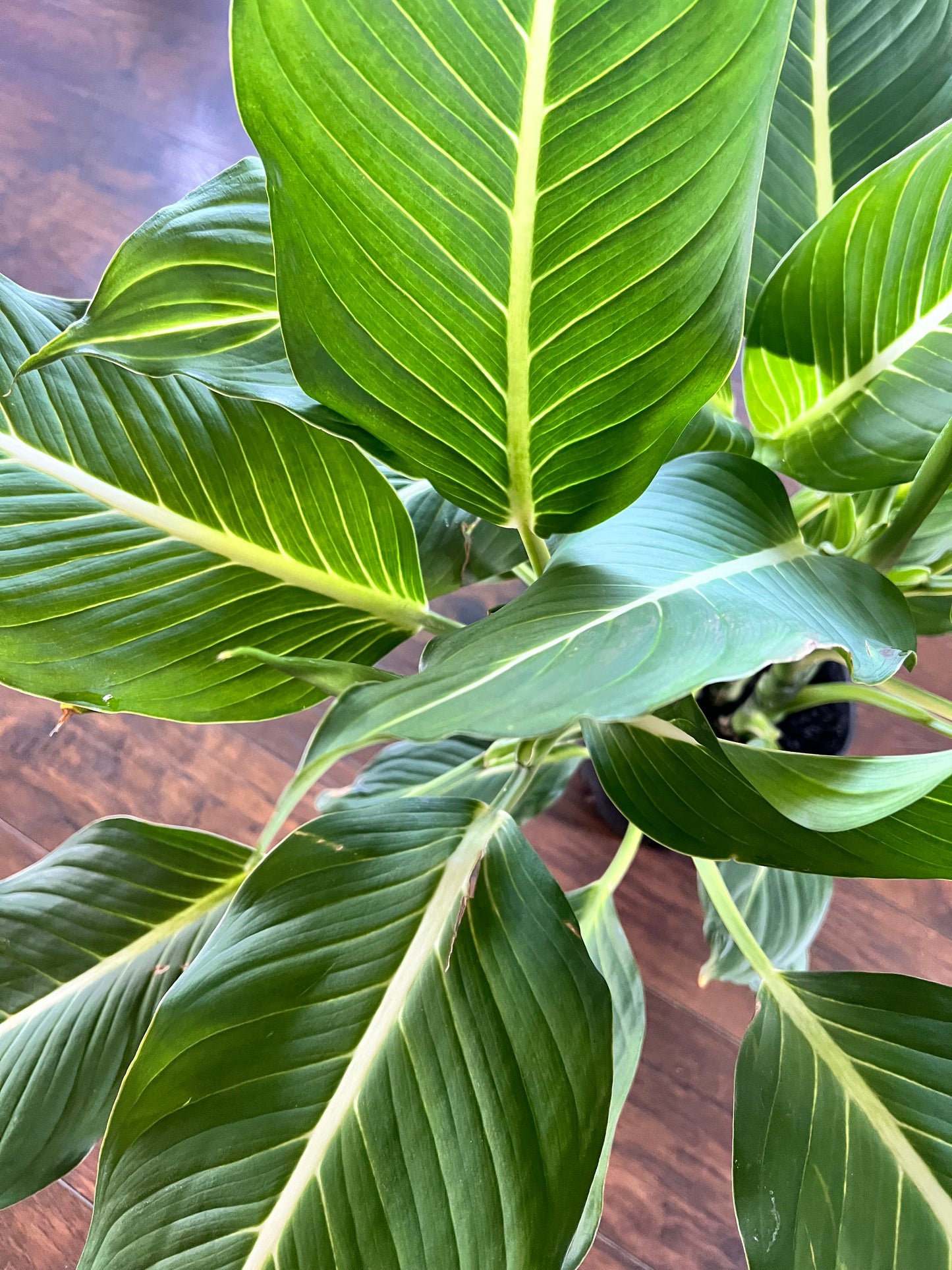 Dieffenbachia Green magic 8”