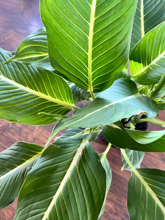 Dieffenbachia Green magic 8”