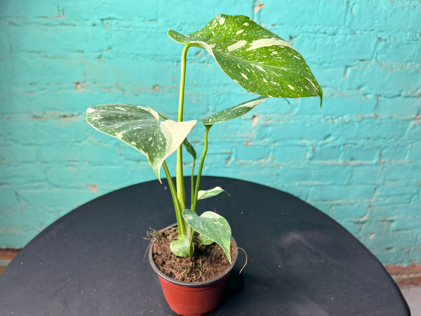 Monstera Thai constellation 4”
