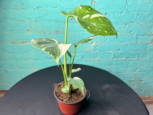 Monstera Thai constellation (small 4”)