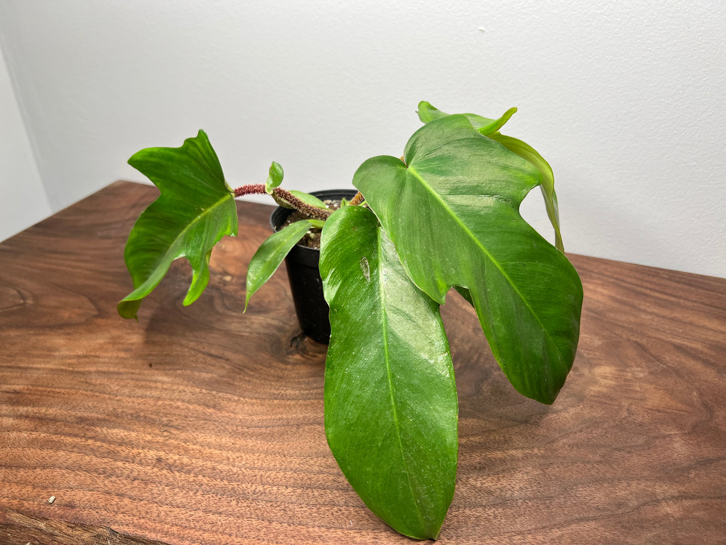 Philodendron Squamiferum