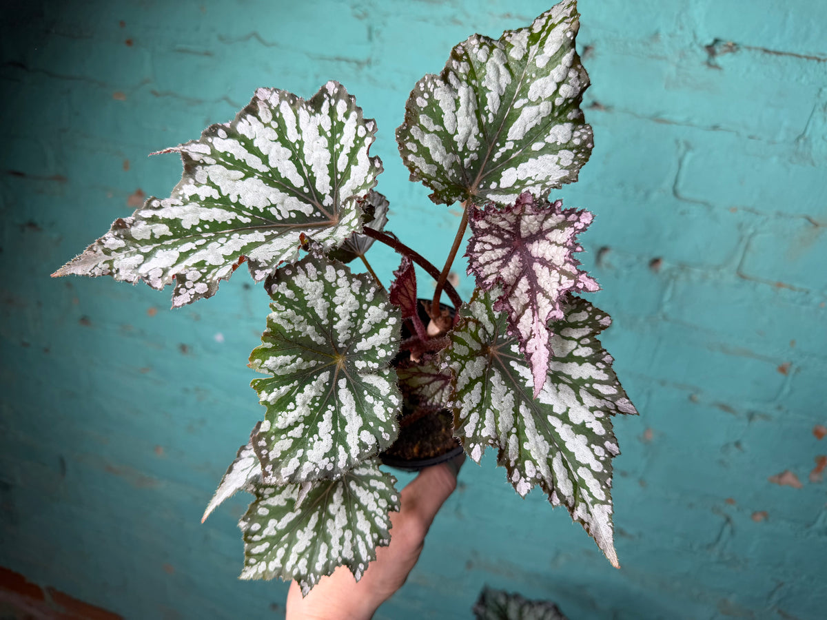Begonia ‘Summer Storm’  4”