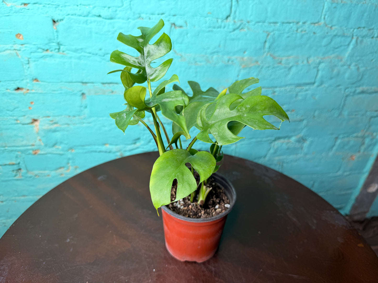 Mini Monstera- Rhaphidophora
Tetrasperma