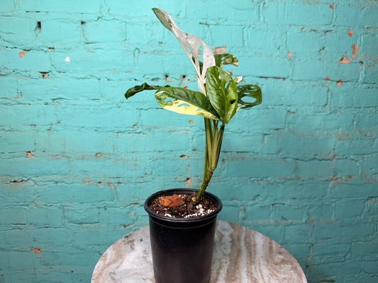 Monstera Adansonii Albo 5”