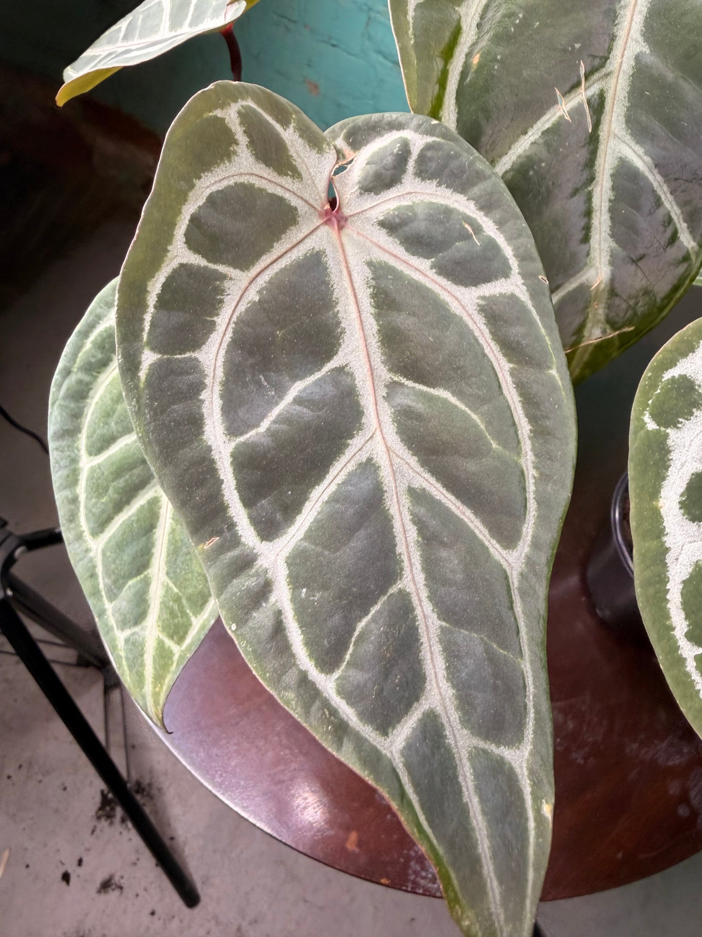 Anthurium Michelle x RVDF 4”