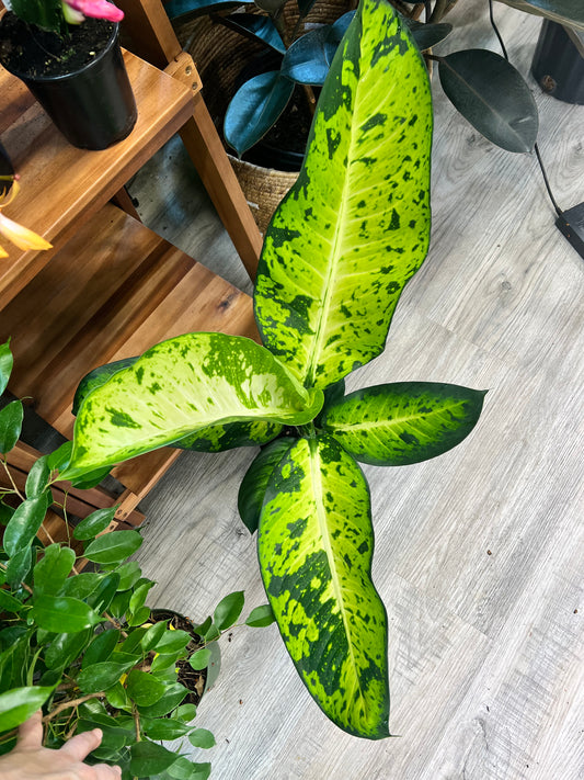 Dieffenbachia  8”