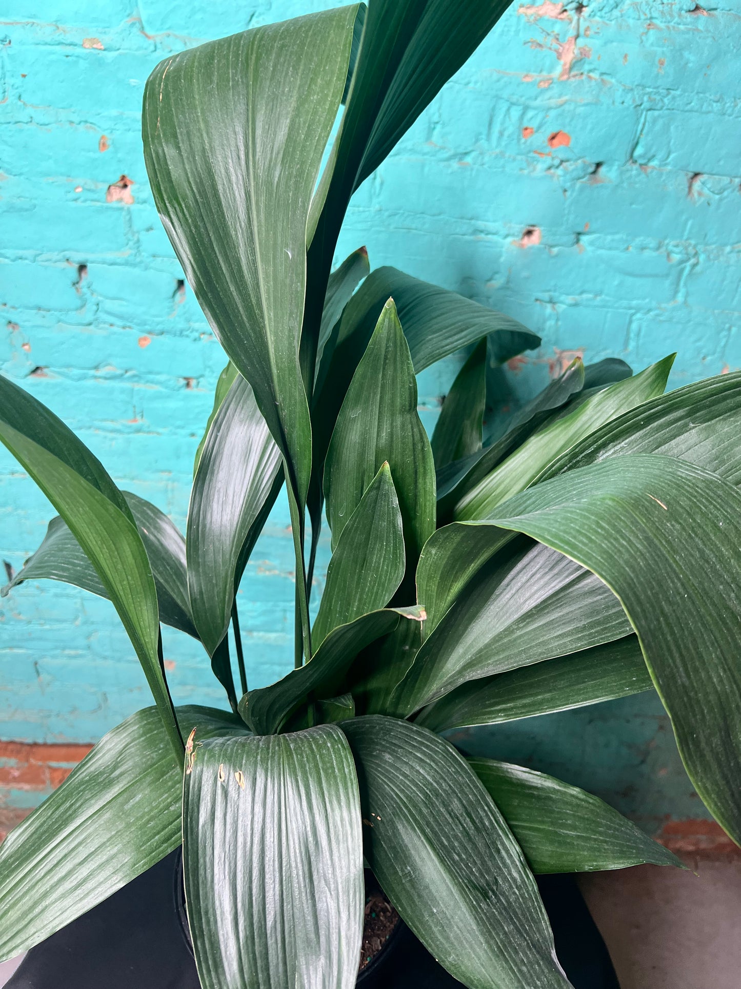 Cast Iron Plant 8”