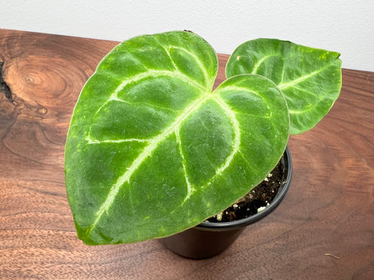 Anthurium Papi 4”