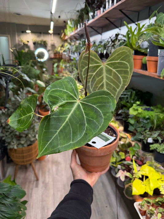 Anthurium Clarnervium vs Delta Force   4”