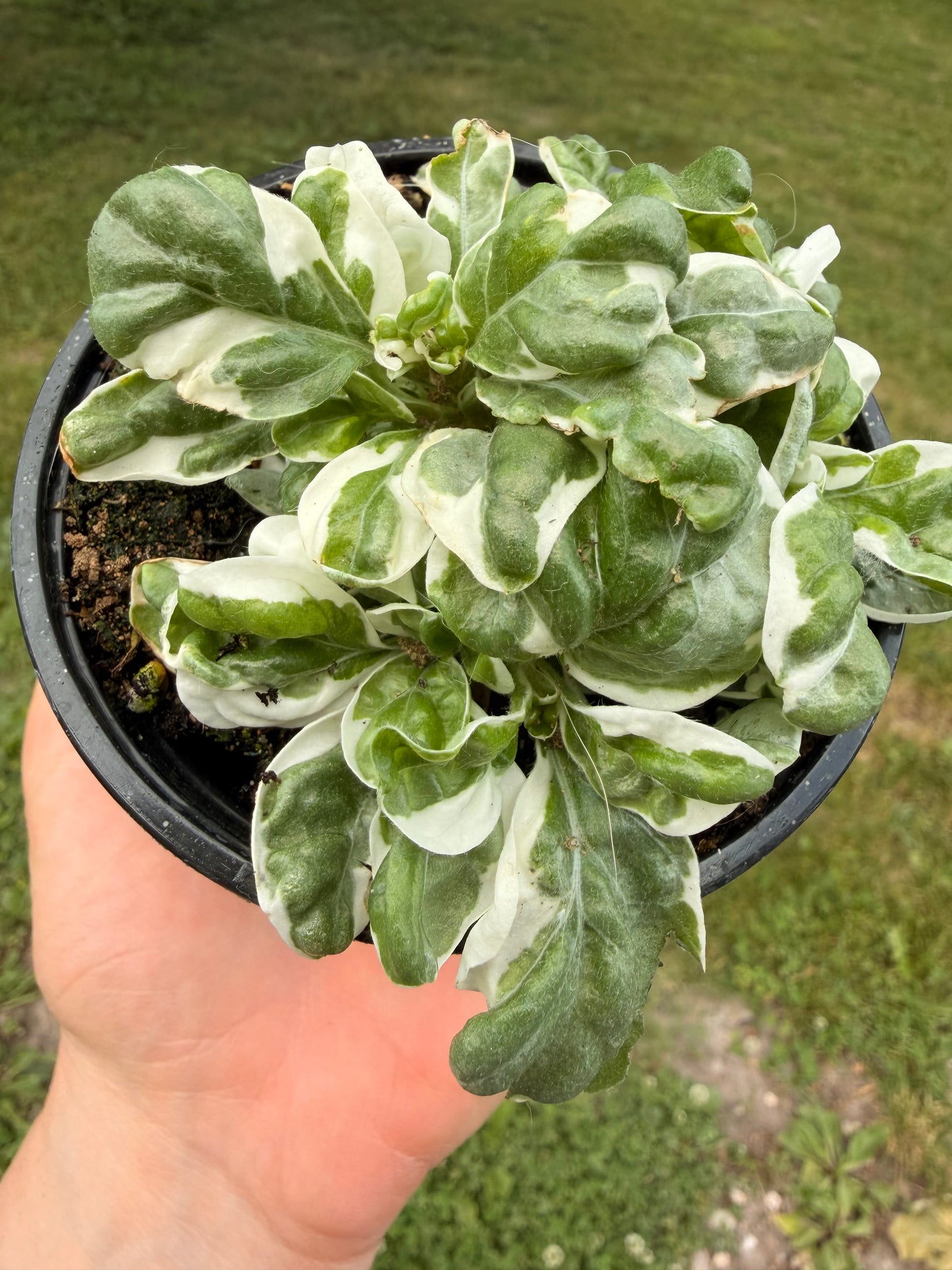 Alternanthera ‘Snow Ball’ 4”