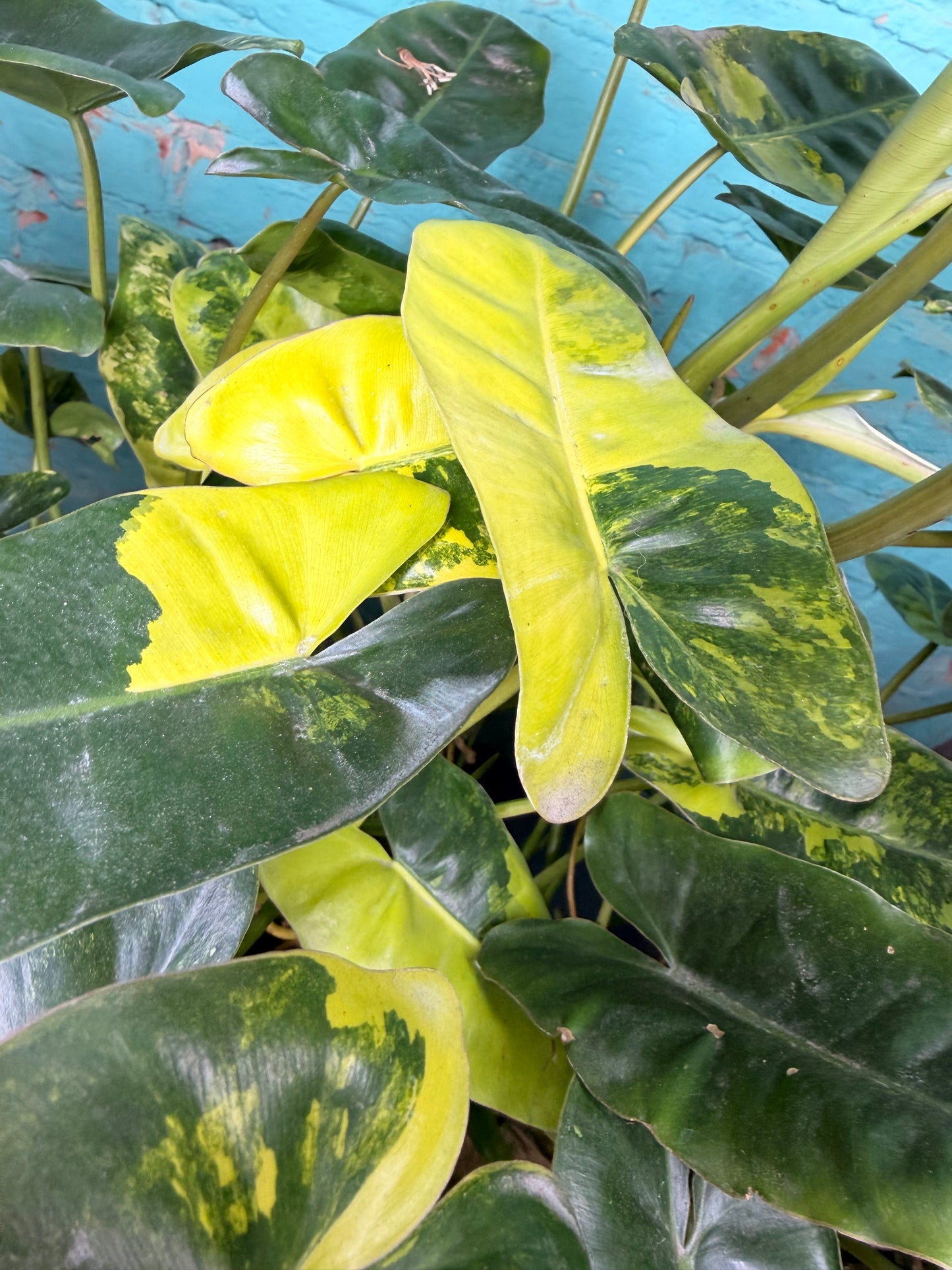 Philodendron Burle Marx Variegated 10”