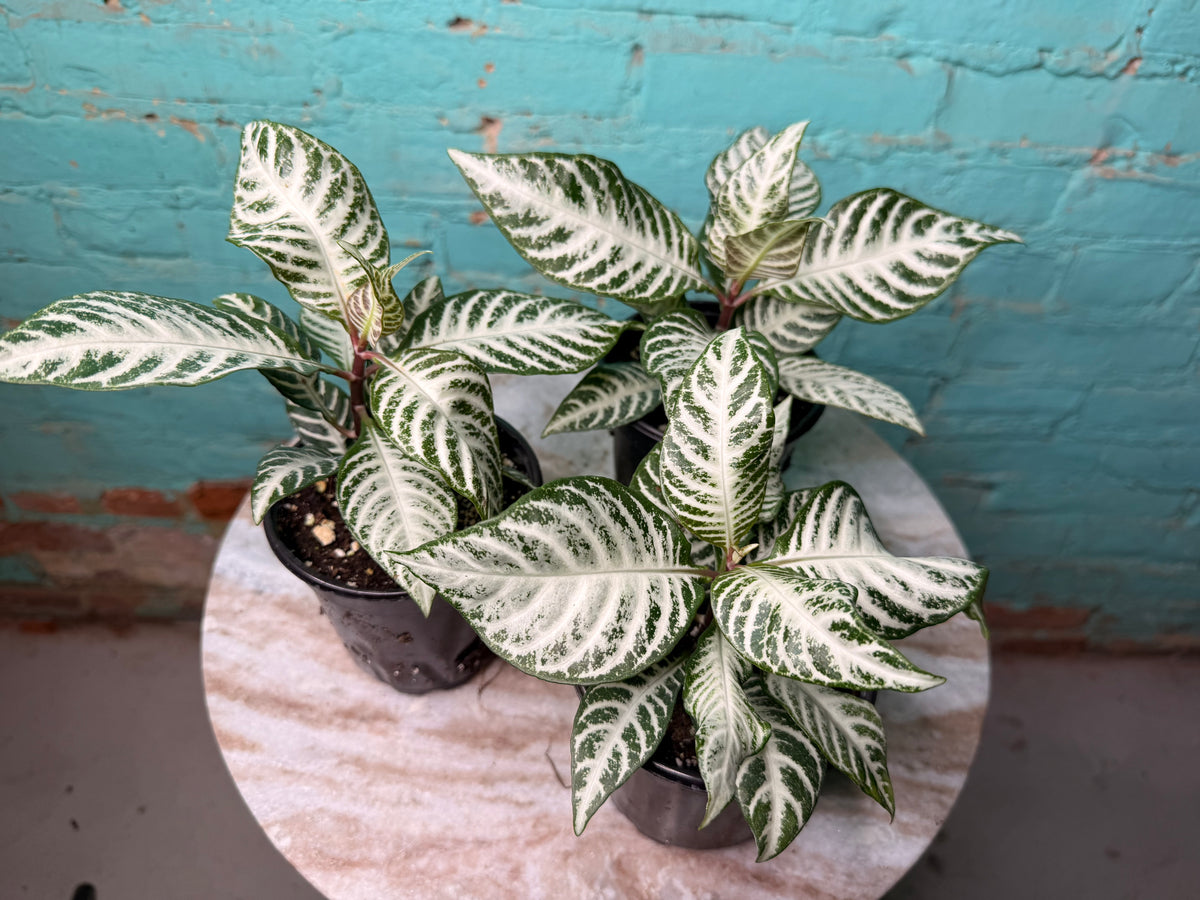 Zebra Plant Snow White 4”