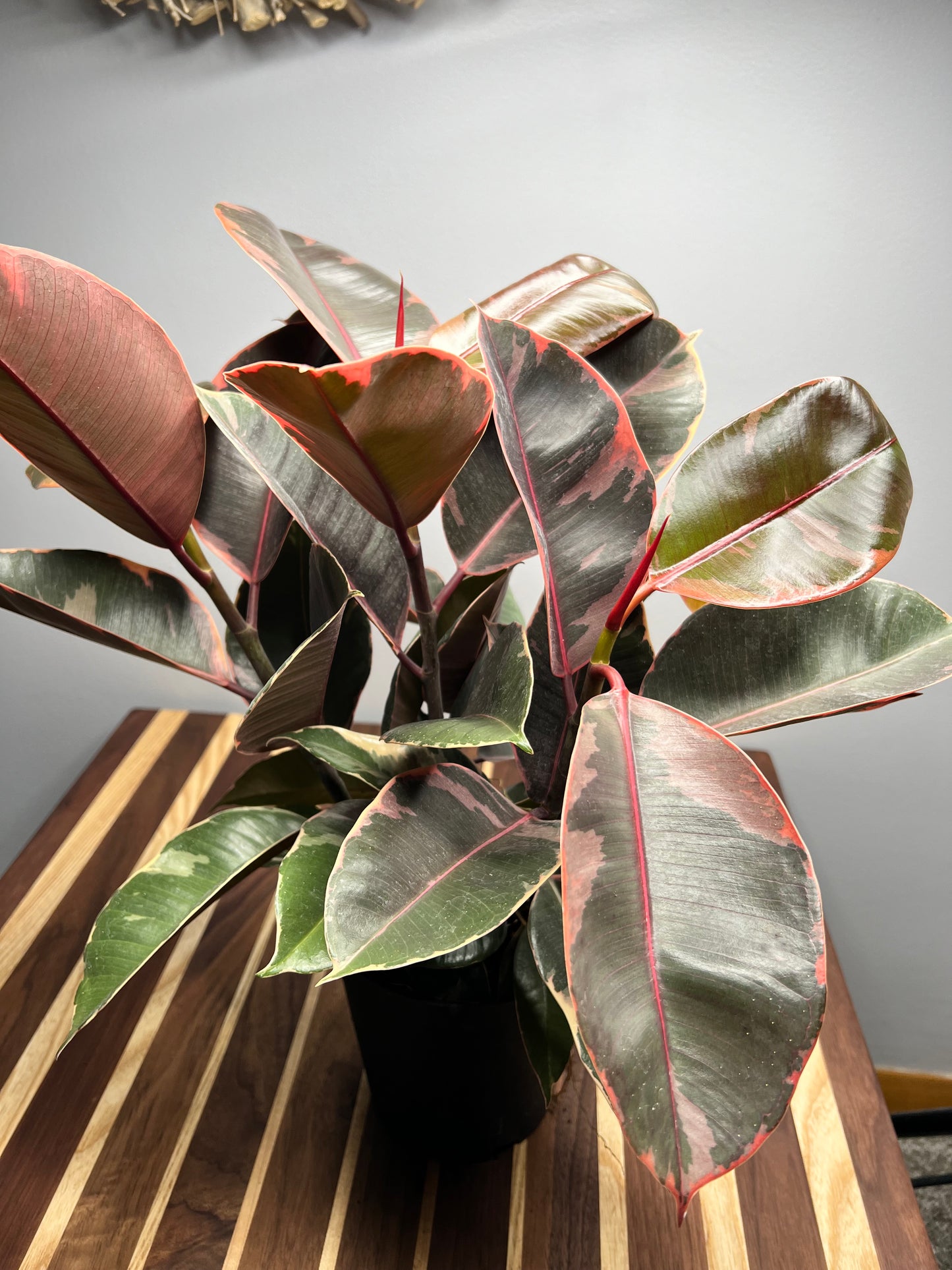 Rubber Plant-Ruby 6”