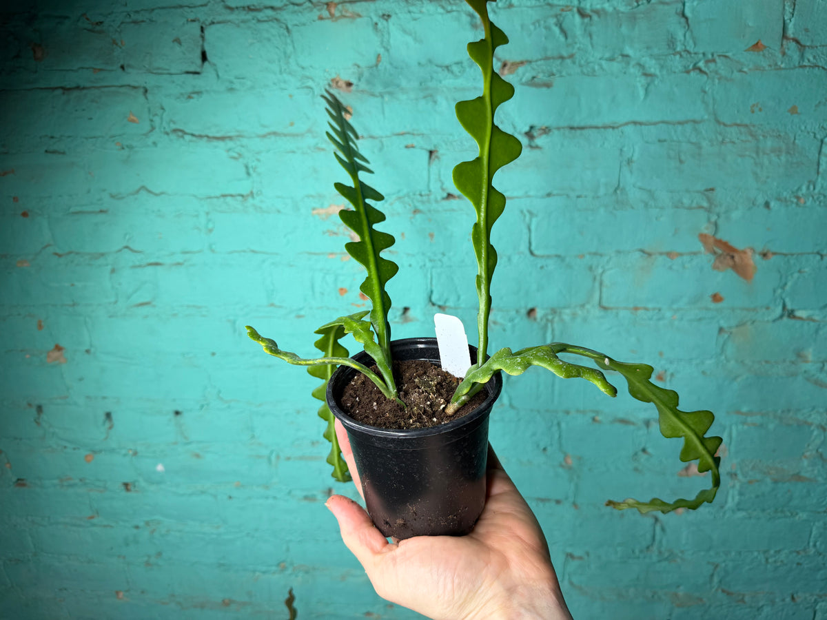 Disocactus anguliger ‘Ric Rac Cactus’
 4”
