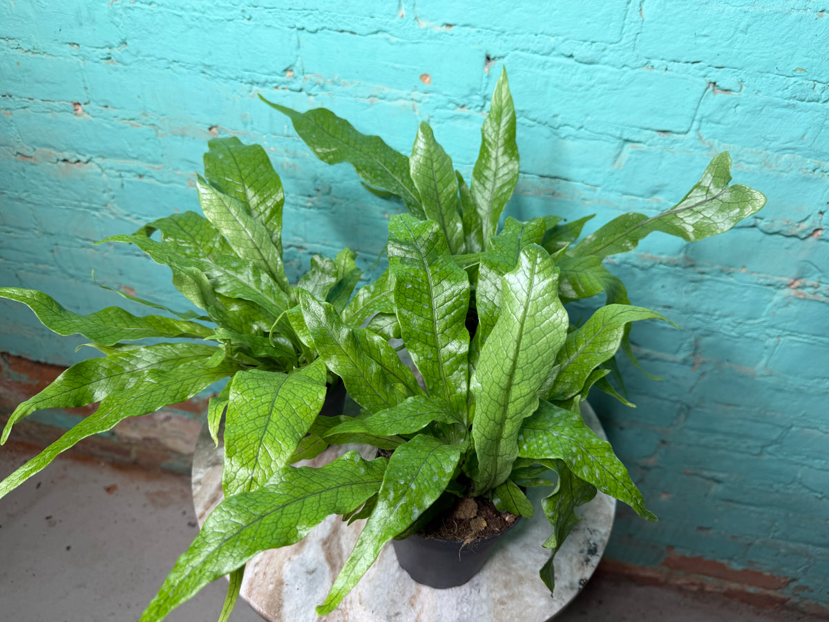 Crocodile Fern 4”