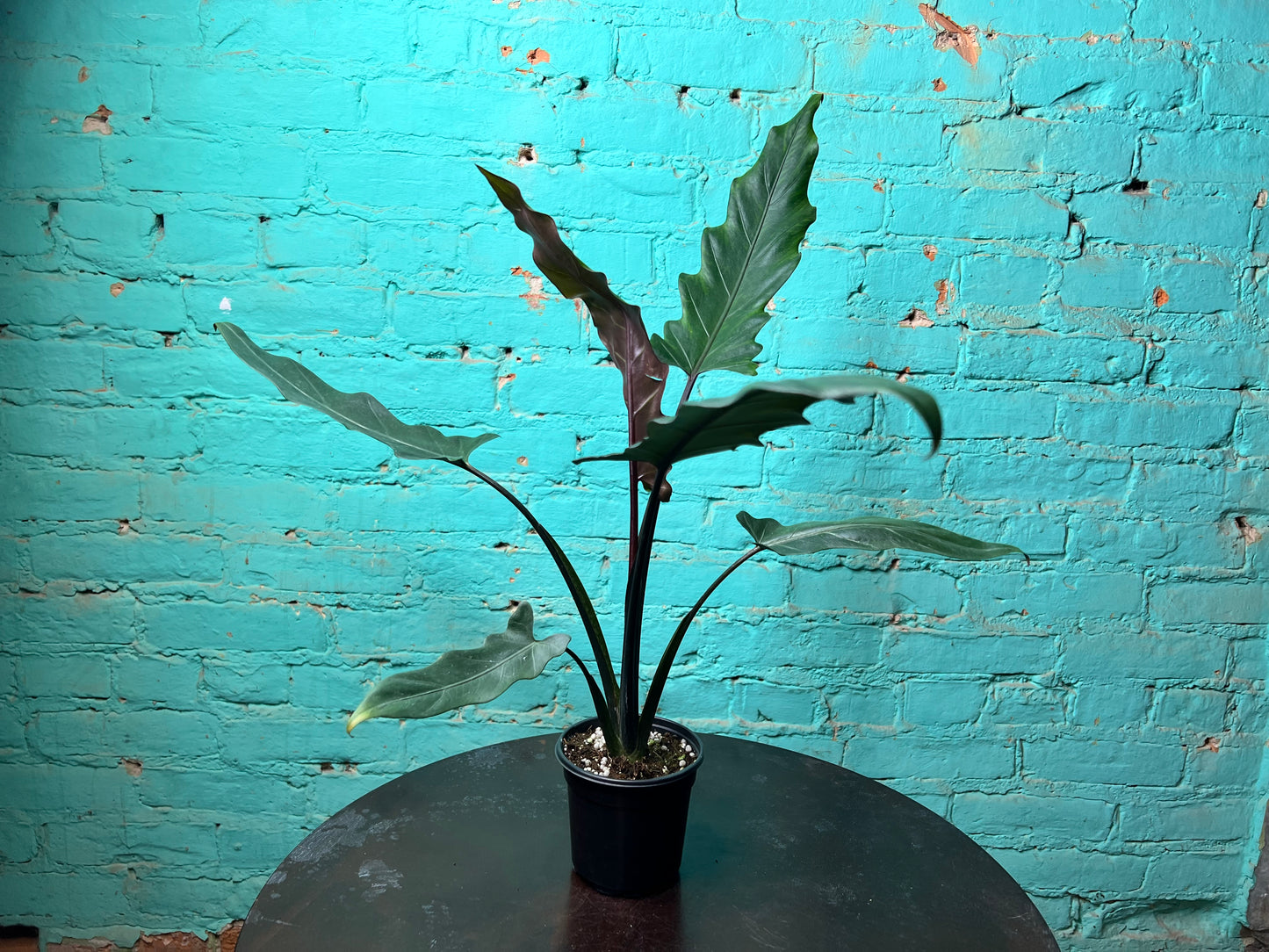 Alocasia Lauterbachiana Mint 4” (Sword Tree)
