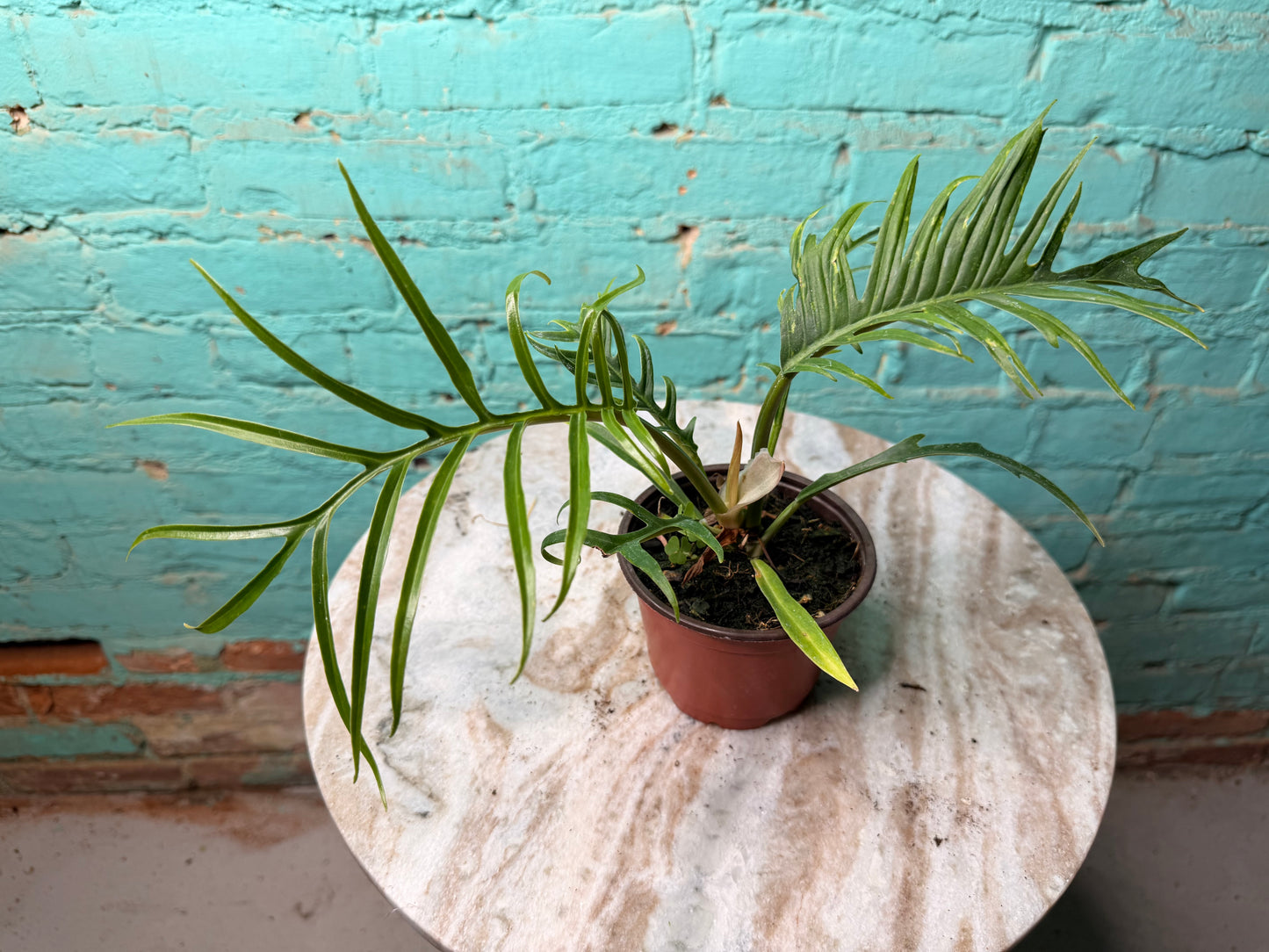 Philodendron Tortum 4”