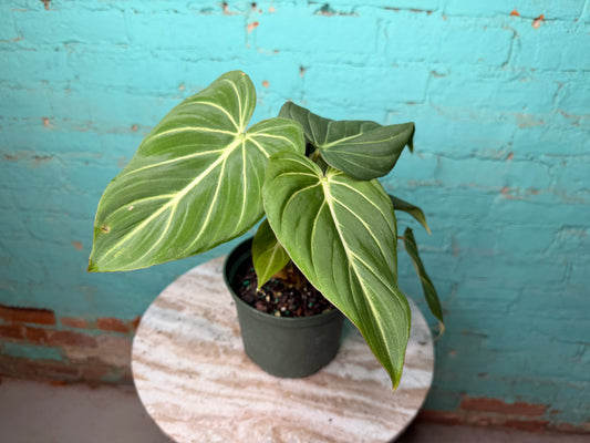 Philodendron Gloriosum 6”