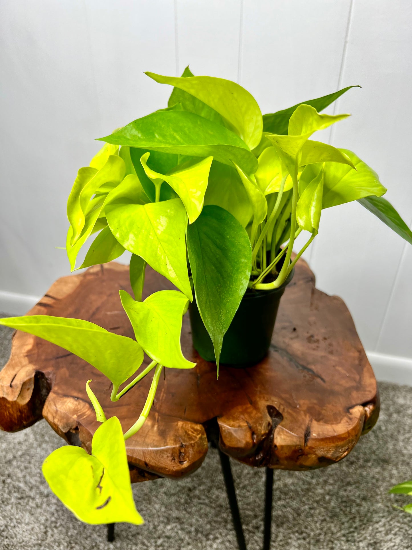 Neon Pothos 4”