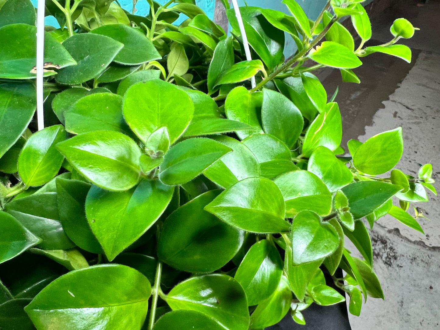 Lipstick Plant- Red 8” basket