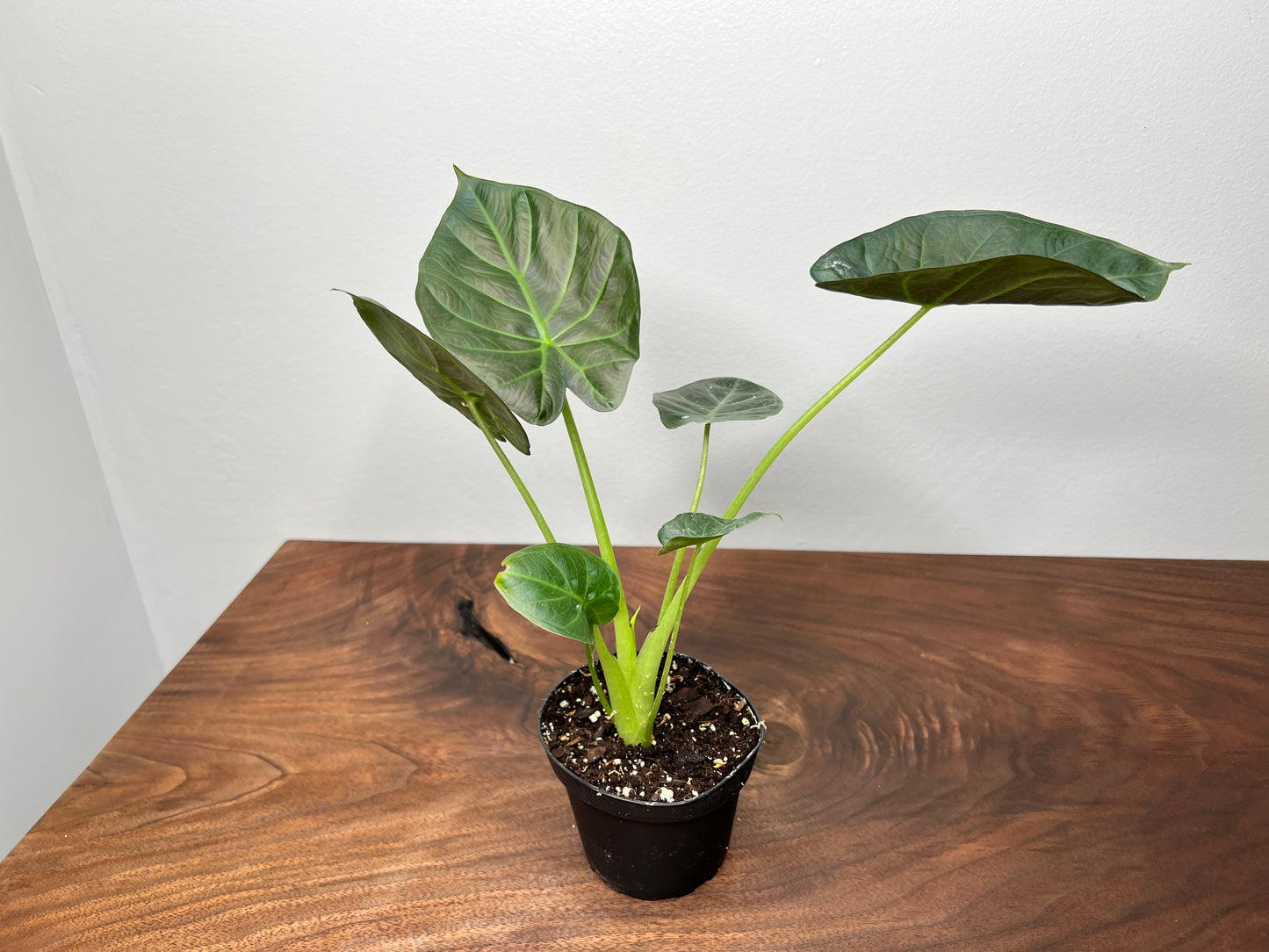 Alocasia Regal Shield