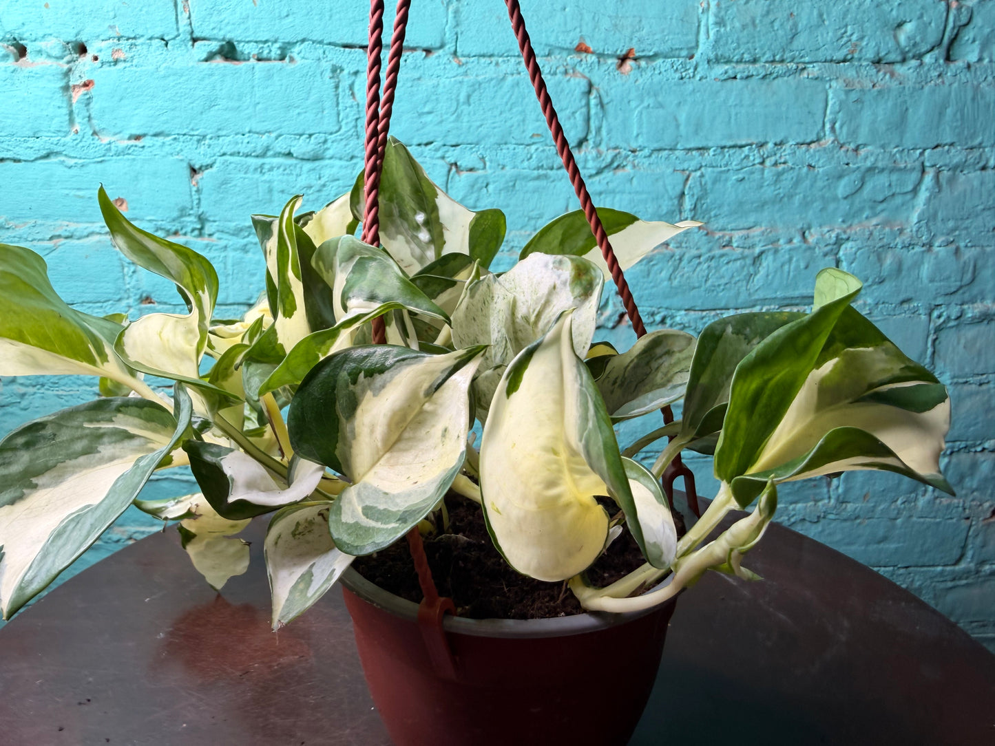 Pothos Ivory Night 6” Basket